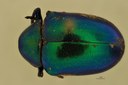Eumolpus linchi F Pt D.jpg