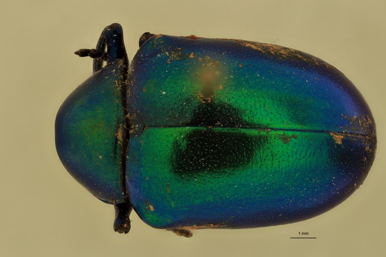 Eumolpus linchi F Pt D.jpg