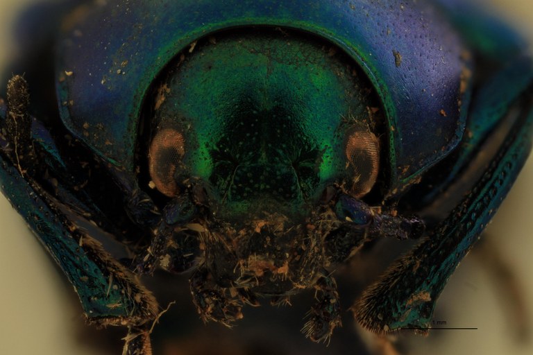 Eumolpus linchi F Pt F.jpg