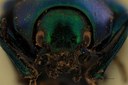 Eumolpus linchi F Pt F.jpg