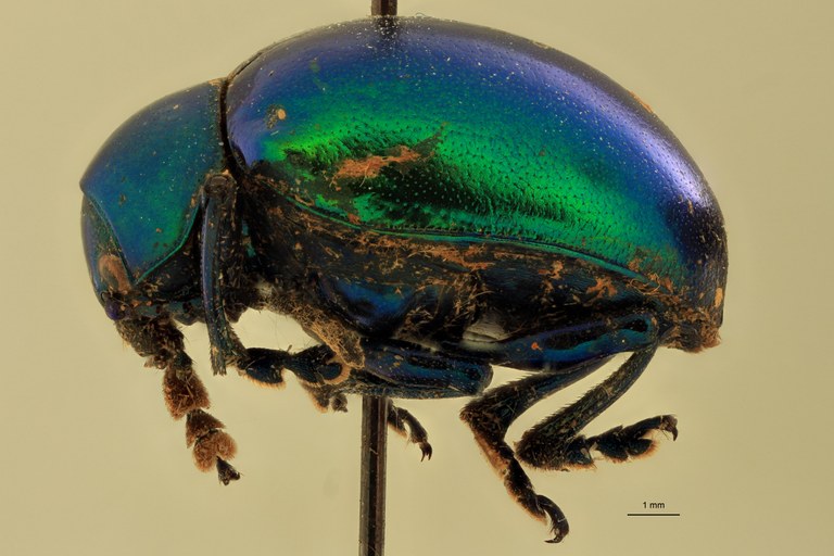 Eumolpus linchi F Pt L.jpg