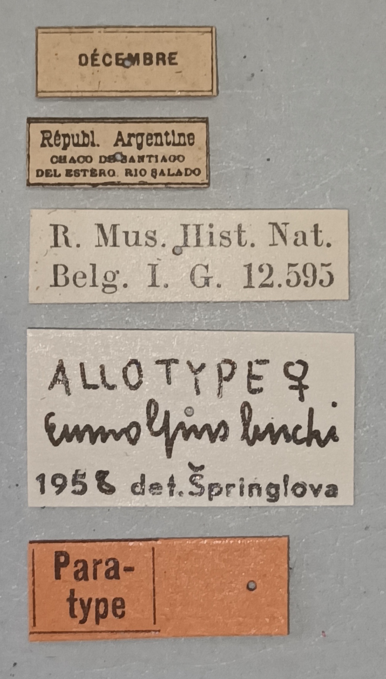 Eumolpus linchi F Pt Labels.jpg