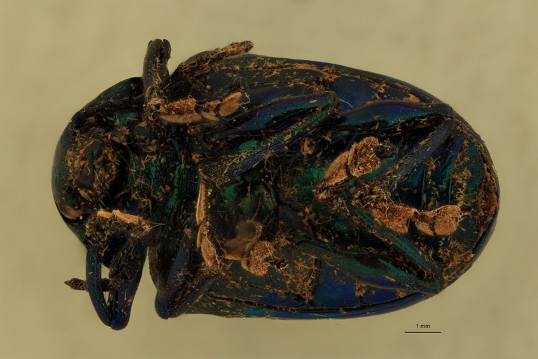 Eumolpus linchi F Pt V.jpg