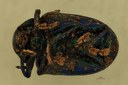 Eumolpus linchi F Pt V.jpg