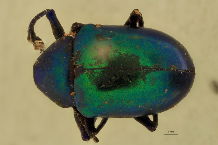 Eumolpus linchi M T D.jpg
