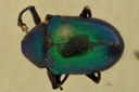 Eumolpus linchi M T D.jpg