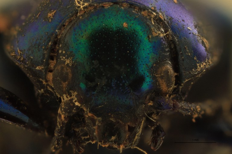Eumolpus linchi M T F.jpg