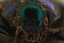Eumolpus linchi M T F.jpg