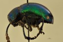 Eumolpus linchi M T L.jpg