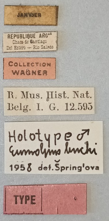 Eumolpus linchi M T Labels.jpg