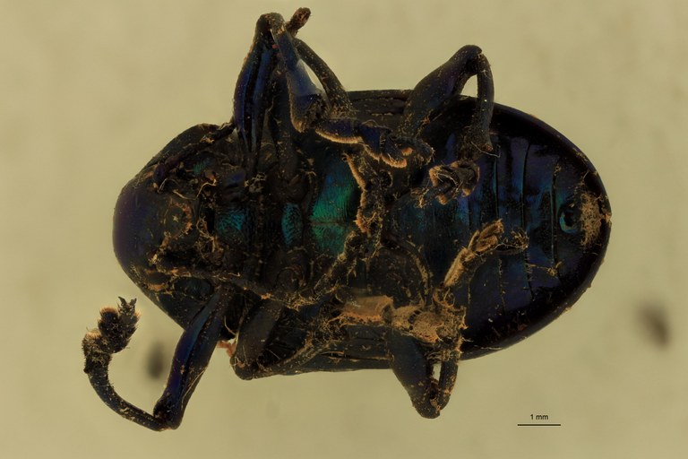 Eumolpus linchi M T V.jpg
