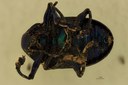Eumolpus linchi M T V.jpg