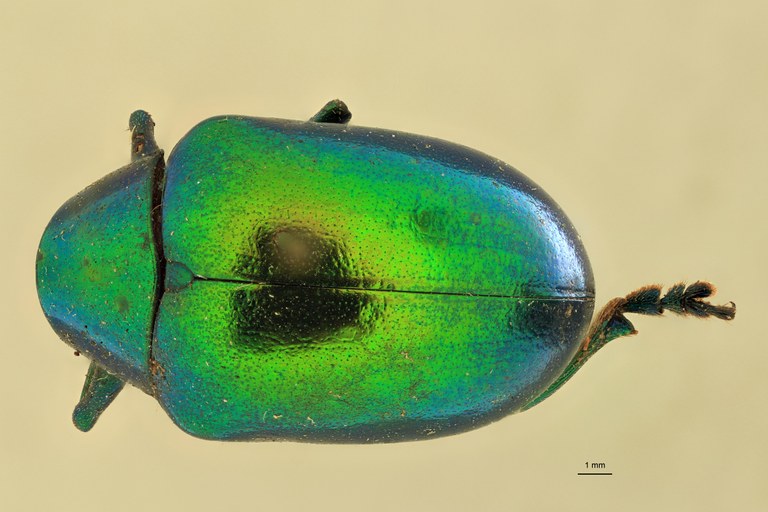 Eumolpus maracayus Pt D.jpg