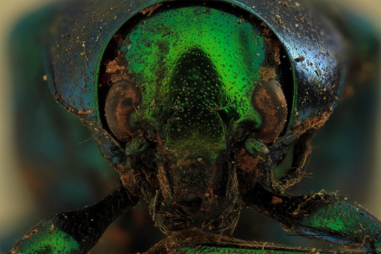 Eumolpus maracayus Pt F.jpg