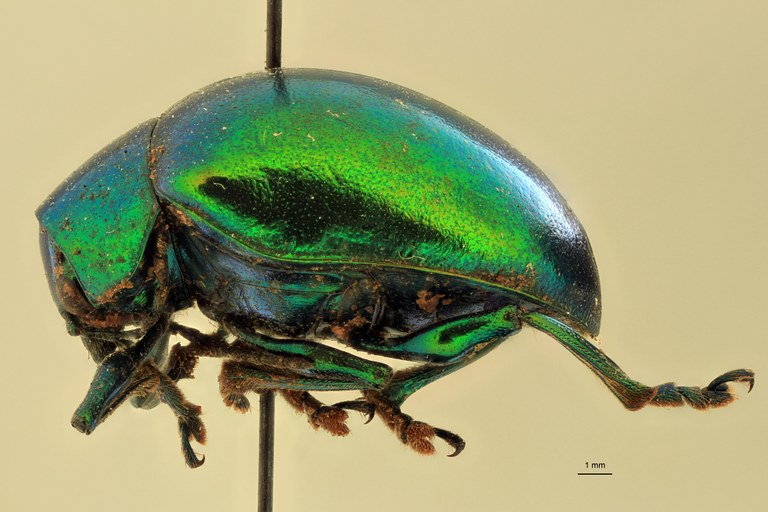 Eumolpus maracayus Pt L.jpg