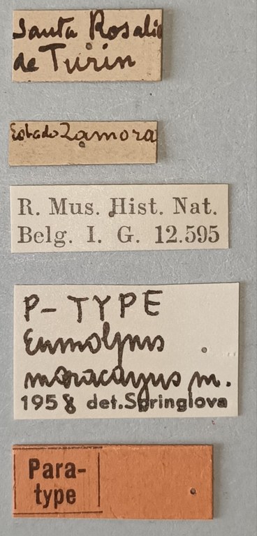 Eumolpus maracayus Pt Labels.jpg