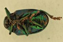 Eumolpus maracayus Pt V.jpg