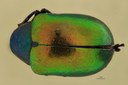 Eumolpus nitidus Pt D.jpg