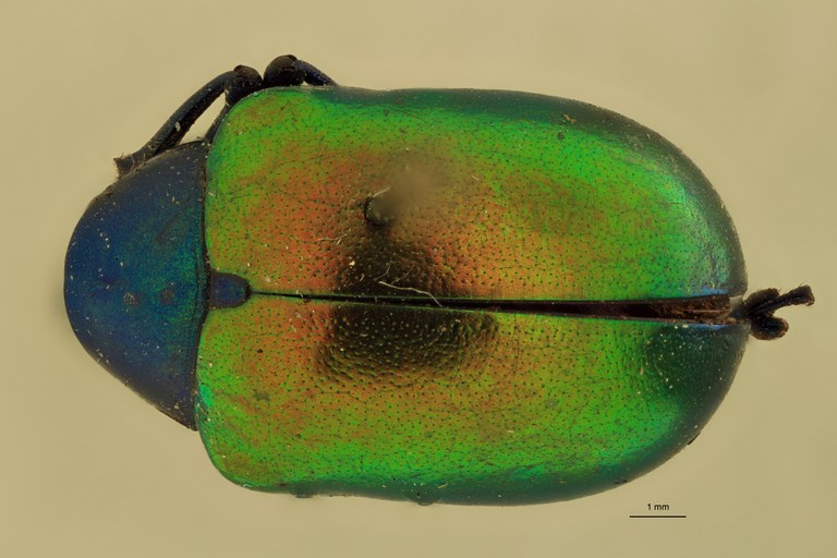 Eumolpus nitidus Pt D.jpg