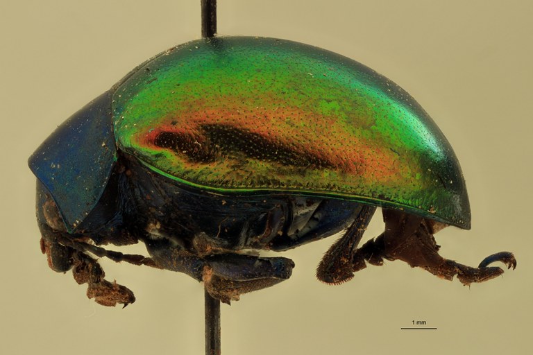 Eumolpus nitidus Pt L.jpg