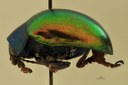 Eumolpus nitidus Pt L.jpg