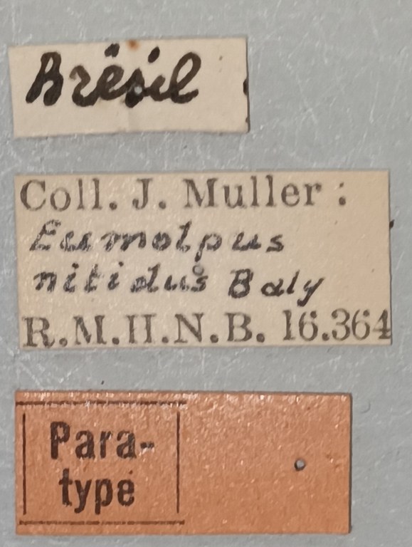 Eumolpus nitidus Pt Labels.jpg