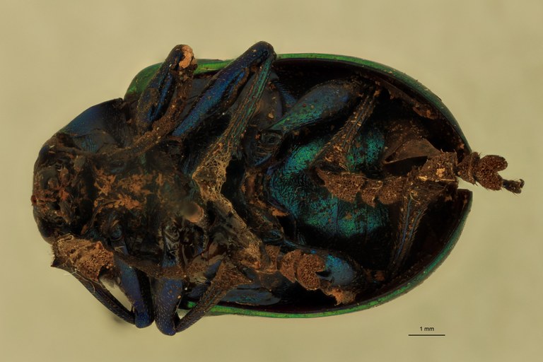 Eumolpus nitidus Pt V.jpg