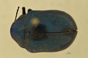 Eumolpus nitidus facilis Pt D.jpg