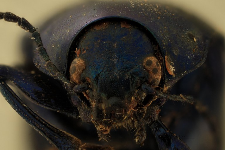 Eumolpus nitidus facilis Pt F.jpg