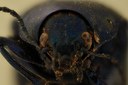 Eumolpus nitidus facilis Pt F.jpg