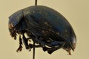 Eumolpus nitidus facilis Pt L.jpg