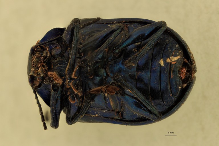 Eumolpus nitidus facilis Pt V.jpg