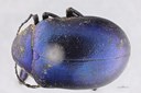 Eumolpus nitidus fascilis Pt D.jpg