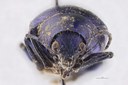 Eumolpus nitidus fascilis Pt F.jpg