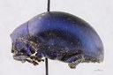 Eumolpus nitidus fascilis Pt L.jpg