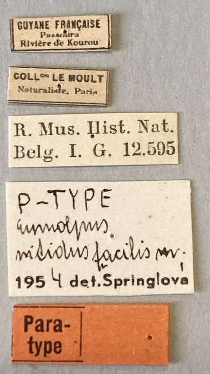 Eumolpus nitidus fascilis Pt Labels.jpeg