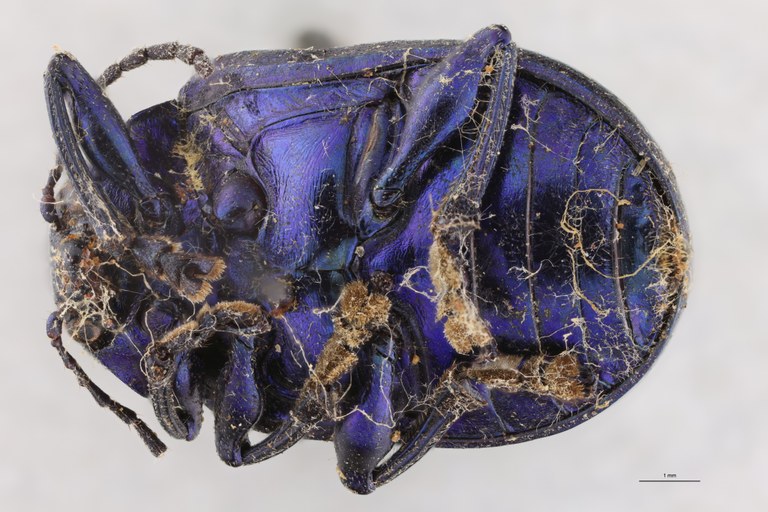 Eumolpus nitidus fascilis Pt V.jpg