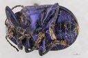 Eumolpus nitidus fascilis Pt V.jpg