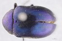 Eumolpus nitidus fascilis Pt D.jpg