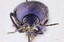Eumolpus nitidus fascilis Pt F.jpg