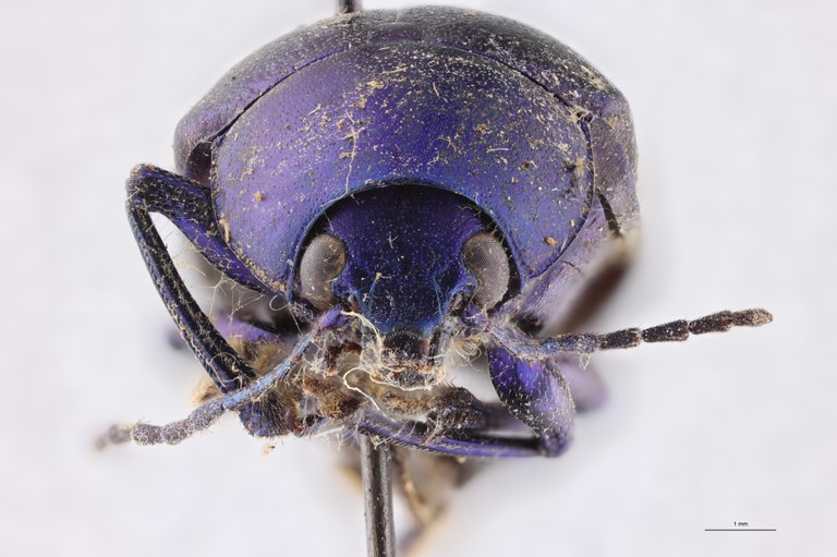 Eumolpus nitidus fascilis Pt F.jpg