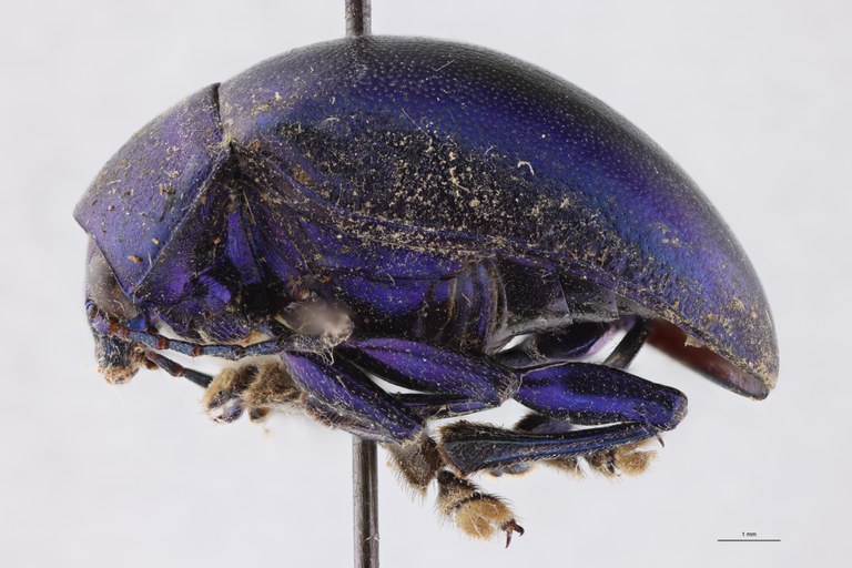 Eumolpus nitidus fascilis Pt L.jpg