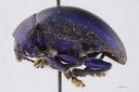 Eumolpus nitidus fascilis Pt L.jpg
