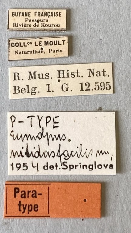 Eumolpus nitidus fascilis Pt Labels.jpeg