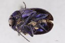 Eumolpus nitidus fascilis Pt V.jpg