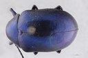 Eumolpus nitidus fascilis Pt D.jpg