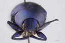 Eumolpus nitidus fascilis Pt F.jpg