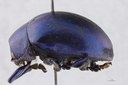 Eumolpus nitidus fascilis Pt L.jpg