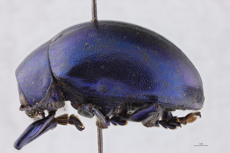 Eumolpus nitidus fascilis Pt L.jpg