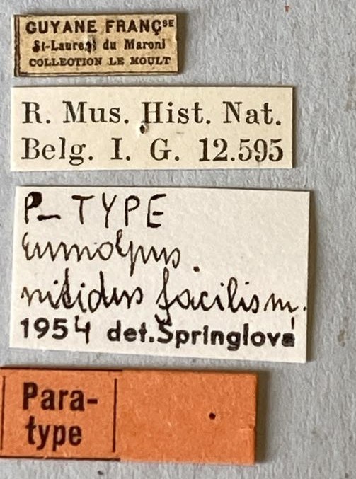 Eumolpus nitidus fascilis Pt Labels.jpeg
